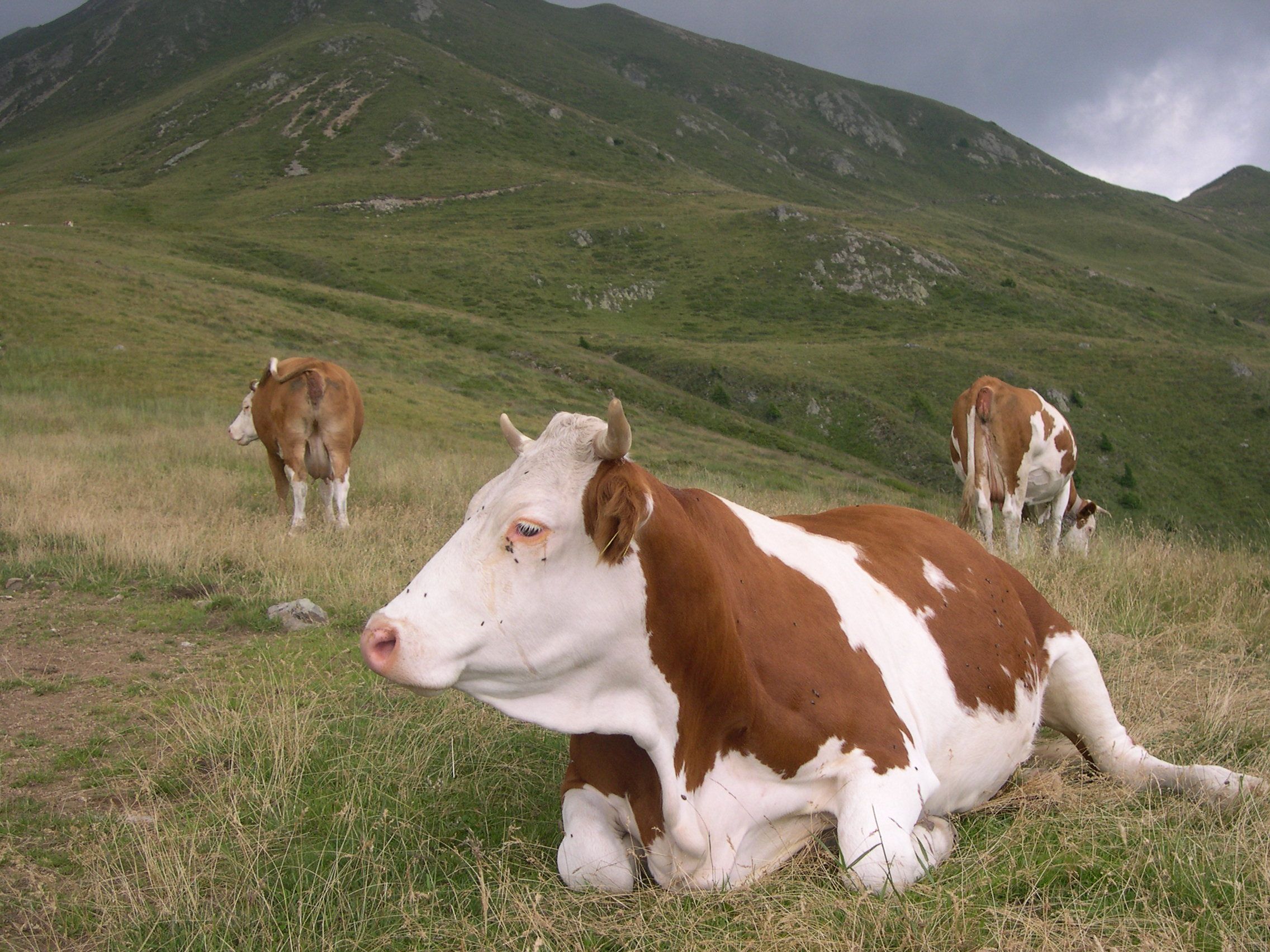 vacca-da-latte-in-malga